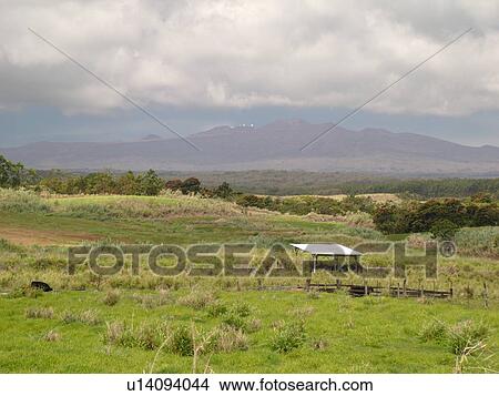 Picture -  Big Island, Island of Hawaii, HI, Hawaii, Northern Hawaii, Hamakua Coast, Mauna Kea. Fotosearch