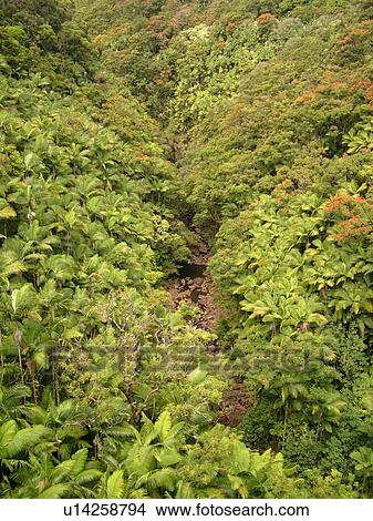 Picture -  Big Island, Island of Hawaii, HI, Hawaii, Northern Hawaii, Hamakua Coast, Maulua Falls, Canyon. Fotosearch
