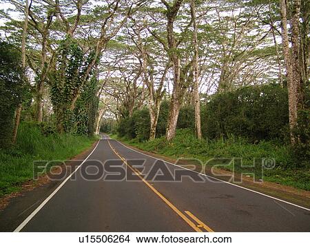 Big Island, Island of Hawaii, HI, Hawaii, Pahoa, Kapoho Road, Route 132, tree-lined road View Large Photo Image Picture - Big Island, Island of Hawaii, HI, Hawaii, Pahoa, Kapoho Road, Route 132, tree-lined road. Fotosearch