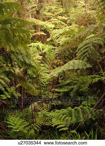 Picture -  Big Island, Island of Hawaii, HI, Hawaii, Hawaii Volcanoes National Park, Kilauea Caldera, volcano, Thurston Lava Tube, Nahuku, trail. Fotosearch