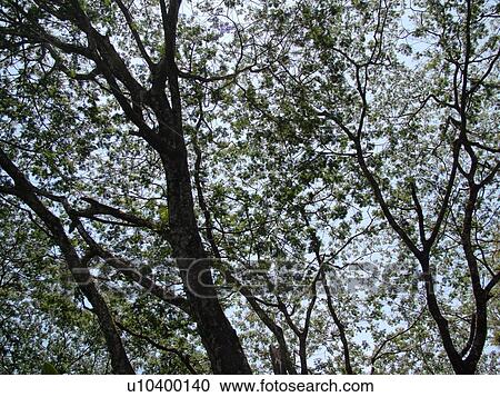Stock Image -  Big Island, Island of Hawaii, HI, Hawaii, Hamakua Coast, Akaka Falls State Park, trees, canopy. Fotosearch