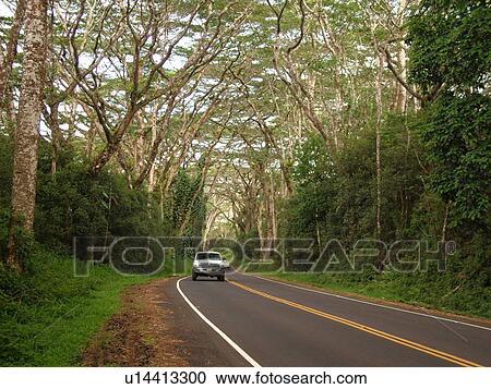 Stock Image -  Big Island, Island of Hawaii, HI, Hawaii, Pahoa, Kapoho Road, Route 132, tree-lined road. Fotosearch