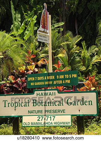 Stock Image -  Big Island, Island of Hawaii, HI, Hawaii, Hamakua Coast, Hilo, Hawaii Tropical Botanical Garden. Fotosearch