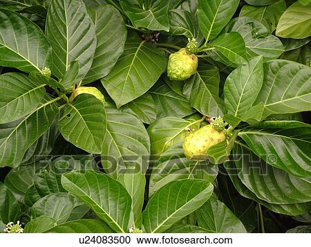 Big Island, Island of Hawaii, HI, Hawaii, Noni, Hawaiian Plant, Indian Mulberry, medicinal View Large Photo Image Stock Image - Big Island, Island of Hawaii, HI, Hawaii, Noni, Hawaiian Plant, Indian Mulberry, medicinal. Fotosearch