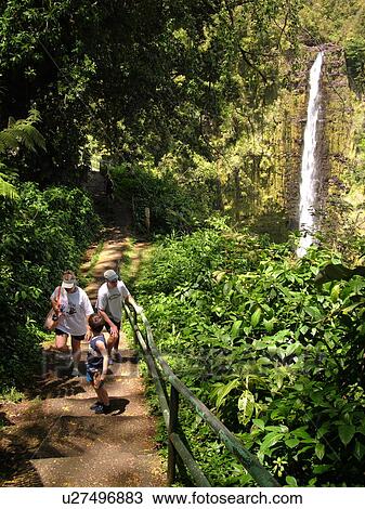 Big Island, Island of Hawaii, HI, Hawaii, Hamakua Coast, Akaka Falls State Park, Akaka Falls, trail View Large Photo Image Stock Image - Big Island, Island of Hawaii, HI, Hawaii, Hamakua Coast, Akaka Falls State Park, Akaka Falls, trail. Fotosearch