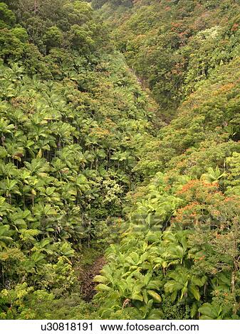 Stock Image -  Big Island, Island of Hawaii, HI, Hawaii, Northern Hawaii, Hamakua Coast, Maulua Falls, Canyon, tropical forest. Fotosearch