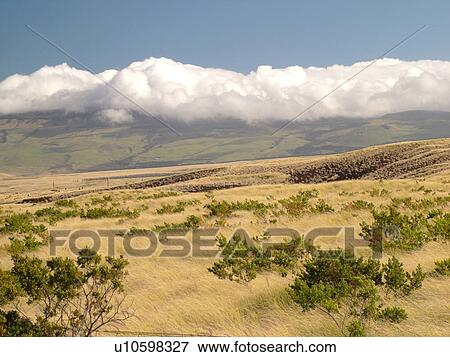 Stock Photo -  Big Island, Island of Hawaii, HI, Hawaii, Northern Hawaii, Waimea, Kamuela, scenic ranch. Fotosearch