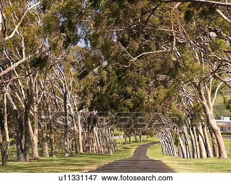 Big Island, Island of Hawaii, HI, Hawaii, Northern Hawaii, Waimea, Puopelu, Historic Parker Ranch Home, tree-lined driveway View Large Photo Image Stock Photo - Big Island, Island of Hawaii, HI, Hawaii, Northern Hawaii, Waimea, Puopelu, Historic Parker Ranch Home, tree-lined driveway . Fotosearch