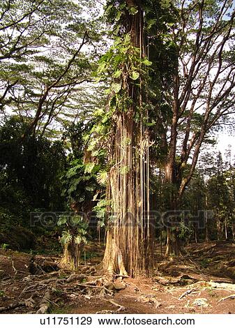 Stock Photo -  Big Island, Island of Hawaii, HI, Hawaii, Pahoa, Lava Tree State Monument, Nanawale Forest Reserve. Fotosearch