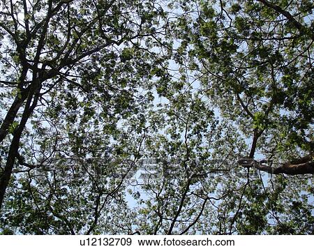 Stock Photo -  Big Island, Island of Hawaii, HI, Hawaii, Hamakua Coast, Akaka Falls State Park, trees, canopy. Fotosearch