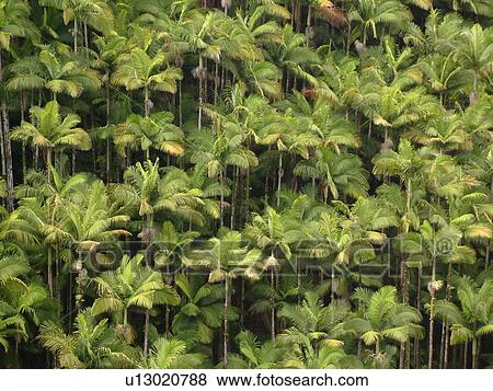 Stock Photo -  Big Island, Island of Hawaii, HI, Hawaii, Northern Hawaii, Hamakua Coast, Maulua Falls, Canyon, tropical forest. Fotosearch