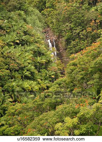 Stock Photo -  Big Island, Island of Hawaii, HI, Hawaii, Northern Hawaii, Hamakua Coast, Maulua Falls, Canyon. Fotosearch
