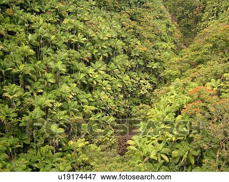 Stock Photo -  Big Island, Island of Hawaii, HI, Hawaii, Northern Hawaii, Hamakua Coast, Maulua Falls, Canyon, tropical forest. Fotosearch