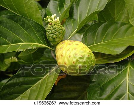 Stock Photo -  Big Island, Island of Hawaii, HI, Hawaii, Noni, Hawaiian Plant, Indian Mulberry, medicinal. Fotosearch