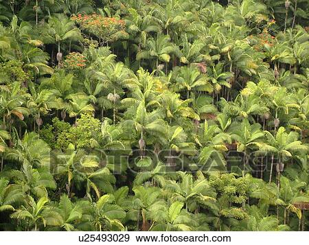 Stock Photo -  Big Island, Island of Hawaii, HI, Hawaii, Northern Hawaii, Hamakua Coast, Maulua Falls, Canyon, tropical forest. Fotosearch
