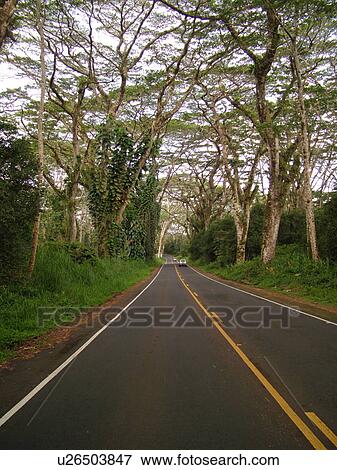 Big Island, Island of Hawaii, HI, Hawaii, Pahoa, Kapoho Road, Route 132, tree-lined road View Large Photo Image Stock Photo - Big Island, Island of Hawaii, HI, Hawaii, Pahoa, Kapoho Road, Route 132, tree-lined road. Fotosearch