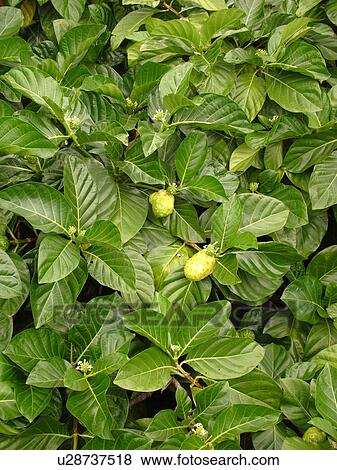 Stock Photo -  Big Island, Island of Hawaii, HI, Hawaii, Noni, Hawaiian Plant, Indian Mulberry, medicinal. Fotosearch