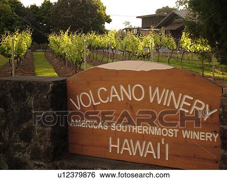 Big Island, Island of Hawaii, HI, Hawaii, Volcano Village, Volcano Winery, America's Southernmost Winery View Large Photo Image Stock Photograph - Big Island, Island of Hawaii, HI, Hawaii, Volcano Village, Volcano Winery, America's Southernmost Winery. Fotosearch