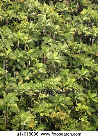 Stock Photograph -  Big Island, Island of Hawaii, HI, Hawaii, Northern Hawaii, Hamakua Coast, Maulua Falls, Canyon, tropical forest. Fotosearch