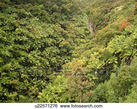 Stock Photograph -  Big Island, Island of Hawaii, HI, Hawaii, Northern Hawaii, Hamakua Coast, Maulua Falls, Canyon. Fotosearch