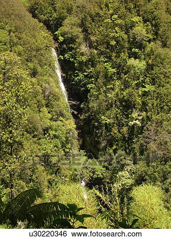 Stock Photograph -  Big Island, Island of Hawaii, HI, Hawaii, Hamakua Coast, Akaka Falls State Park, Kahuna Falls. Fotosearch