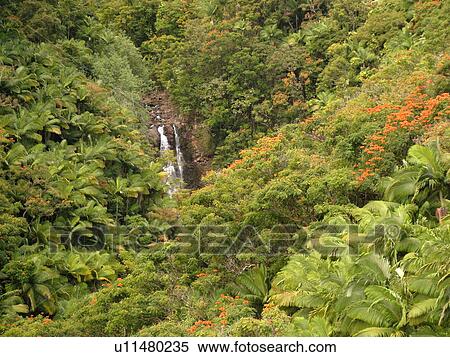 Stock Photography -  Big Island, Island of Hawaii, HI, Hawaii, Northern Hawaii, Hamakua Coast, Maulua Falls, Canyon. Fotosearch