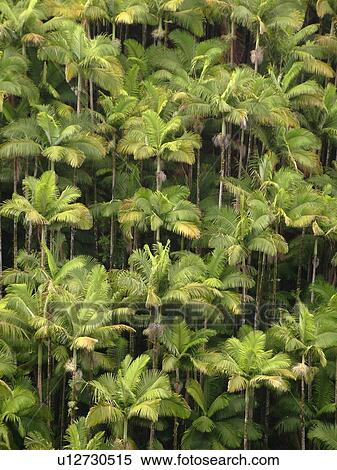 Stock Photography -  Big Island, Island of Hawaii, HI, Hawaii, Northern Hawaii, Hamakua Coast, Maulua Falls, Canyon, tropical forest. Fotosearch