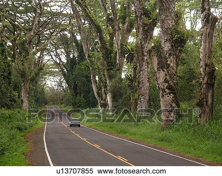 Big Island, Island of Hawaii, HI, Hawaii, Pahoa, Kapoho Road, Route 132, tree-lined road View Large Photo Image Stock Photography - Big Island, Island of Hawaii, HI, Hawaii, Pahoa, Kapoho Road, Route 132, tree-lined road. Fotosearch