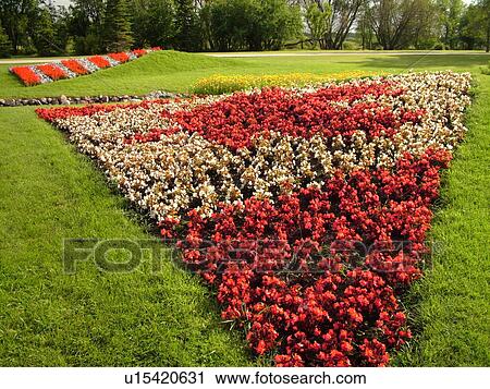 Boissevain, Canada, MB, Manitoba, International Peace Garden, ND, North Dakota, USA, border, Canadian Flag made of flowers View Large Photo Image Stock Image - Boissevain, Canada, MB, Manitoba, International Peace Garden, ND, North Dakota, USA, border, Canadian Flag made of flowers. Fotosearch