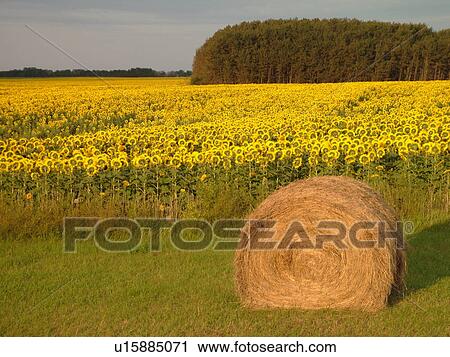 Bottineau County, ND, North Dakota, Sunflowers, field, hay bale View Large Photo Image Stock Image - Bottineau County, ND, North Dakota, Sunflowers, field, hay bale. Fotosearch