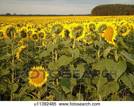 Stock Photography -  Bottineau County, ND, North Dakota, Sunflowers, field. Fotosearch