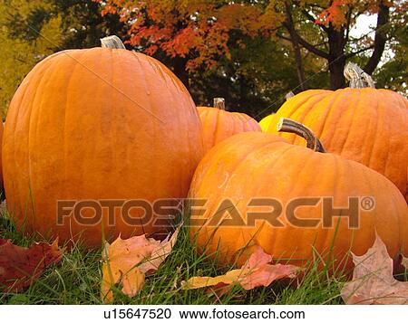 Stock Image -  Brunswick, ME, Maine, Pumpkins, autumn. Fotosearch