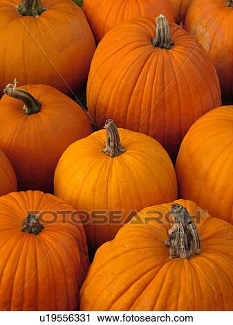 Stock Image -  Brunswick, ME, Maine, Pumpkins, autumn. Fotosearch
