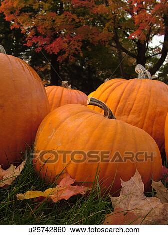 Stock Image -  Brunswick, ME, Maine, Pumpkins, autumn. Fotosearch