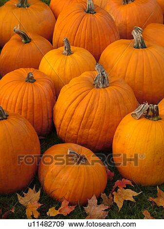 Stock Photo -  Brunswick, ME, Maine, Pumpkins, autumn. Fotosearch