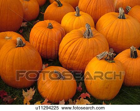 Brunswick, ME, Maine, Pumpkins, autumn View Large Photo Image Stock Photography - Brunswick, ME, Maine, Pumpkins, autumn. Fotosearch