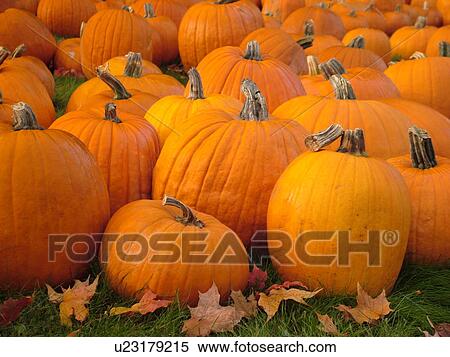 Stock Photography -  Brunswick, ME, Maine, Pumpkins, autumn. Fotosearch