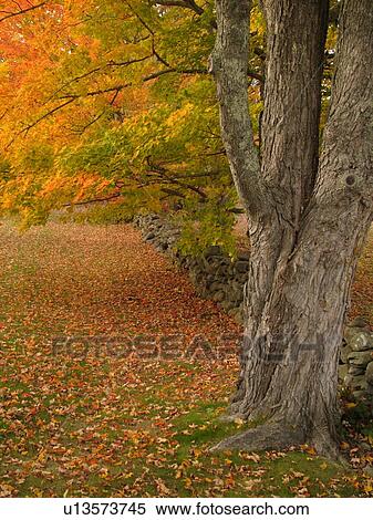Stock Photography -  Camden, ME, Maine, autumn, colorful fall foliage. Fotosearch
