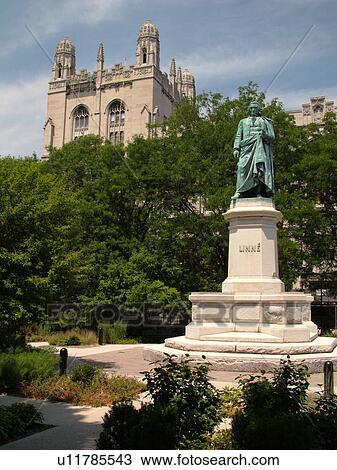 Stock Image -  Chicago, IL, Illinois, Windy City, Hyde Park, Midway Area, University of Chicago, Linne Statue. Fotosearch