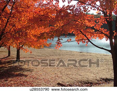 Stock Image -  Concord, MA, Massachusetts, Walden Pond State Reservation, Henry David Thoreau, trees, colorful fall foliage, lake. Fotosearch