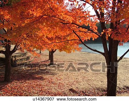Stock Photo -  Concord, MA, Massachusetts, Walden Pond State Reservation, Henry David Thoreau, trees, colorful fall foliage, lake. Fotosearch