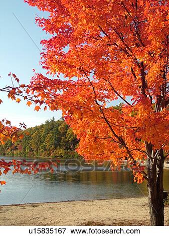 Stock Photo -  Concord, MA, Massachusetts, Walden Pond State Reservation, Henry David Thoreau, trees, colorful fall foliage, lake. Fotosearch