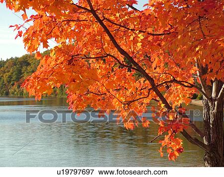 Stock Photo -  Concord, MA, Massachusetts, Walden Pond State Reservation, Henry David Thoreau, trees, colorful fall foliage, lake. Fotosearch