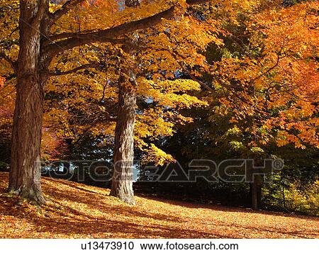 Durham, NH, New Hampshire, Emery Farm, autumn View Large Photo Image Stock Image - Durham, NH, New Hampshire, Emery Farm, autumn. Fotosearch