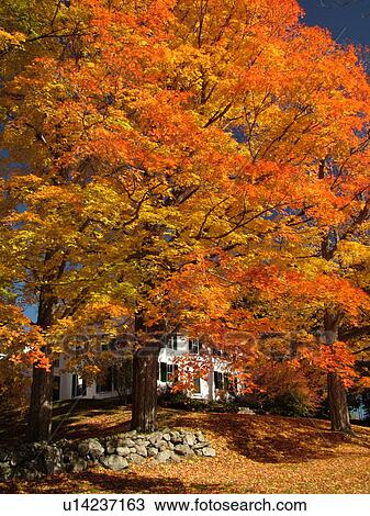 Stock Image -  Durham, NH, New Hampshire, Emery Farm, autumn. Fotosearch