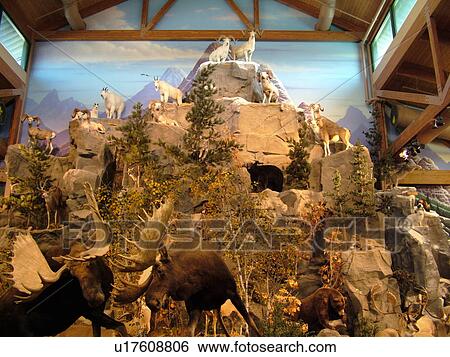 Stock Photograph -  East Grand Forks, MN, Minnesota, Cabela's Store, World's Foremost Outfitter Store, wildlife display, interior. Fotosearch