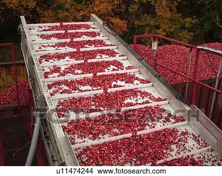 Picture -  East Wareham, MA, Massachusetts, Plymouth County, Cranberries, Cranberry Wet Harvest, conveyer belt, truck. Fotosearch
