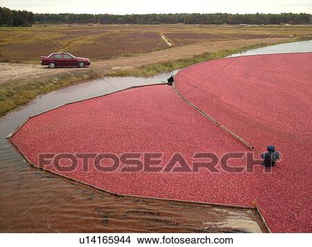 East Wareham, MA, Massachusetts, Plymouth County, Cranberries, Cranberry Wet Harvest, workers View Large Photo Image Picture - East Wareham, MA, Massachusetts, Plymouth County, Cranberries, Cranberry Wet Harvest, workers. Fotosearch