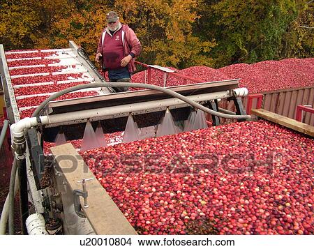 East Wareham, MA, Massachusetts, Plymouth County, Cranberries, Cranberry Wet Harvest, worker, conveyer belt, truck View Large Photo Image Picture - East Wareham, MA, Massachusetts, Plymouth County, Cranberries, Cranberry Wet Harvest, worker, conveyer belt, truck. Fotosearch