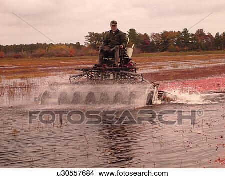 Picture -  East Wareham, MA, Massachusetts, Plymouth County, Cranberries, Cranberry Wet Harvest, water reels. Fotosearch